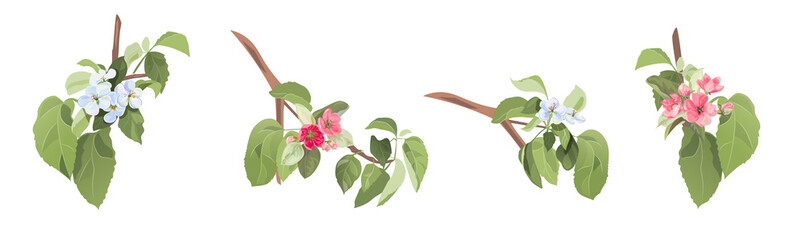 Set of twigs with white, blue, pink apple tree flowers, green leaves on white background. Spring blossom. Bunch of branches with tender florets. Realistic illustration in watercolor style, vector © analgin12