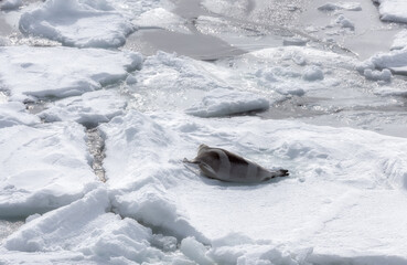 Obraz premium striped seal