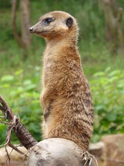 Aufmerksames Erdmännchen bewacht den Bau