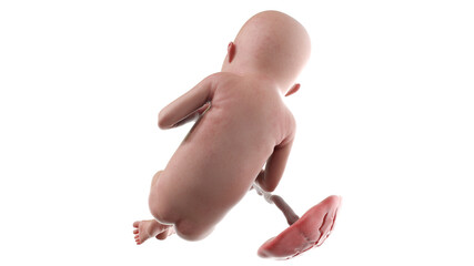 Naklejka premium 3d rendered medically accurate illustration of a human fetus - week 22