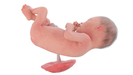 3d rendered medically accurate illustration of a human fetus - week 25