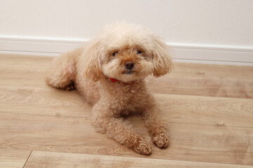 カメラを見るトイプードル