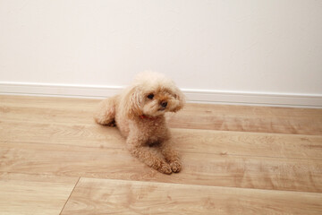 床暖房でくつろぐトイプードル