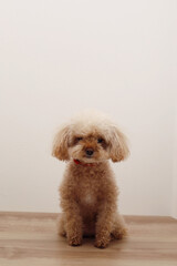 ボサボサヘアーのトイプードル