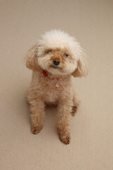 可愛いカメラ目線のトイプードル