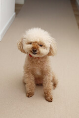 鼻を舐めるトイプードル