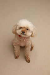 おすわりするトイプードル