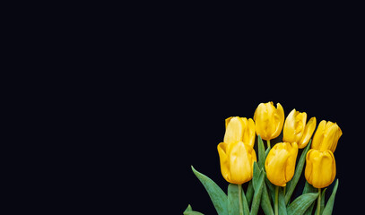 Flowers composition. Frame made of yellow tulips on blue background. Valentines day, mothers day and womens day concept