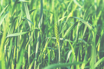 Green wheat field and sunny day. Wheat ears close up. Beautiful natural landscape. Rural landscapes in spring or summer. Future rich harvest concept.
