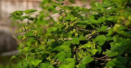 Fototapeta na wymiar Wild berry bush with green berries. Wild berries on a green vegetative background in wood.