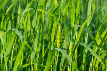 Green wheat field and sunny day. Wheat ears close up. Beautiful natural landscape. Rural landscapes in spring or summer. Future rich harvest concept.