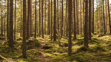 Waldstimmung - Waldbaden