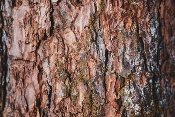bark of a pine tree