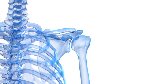 3d rendered illustration of the skeletal shoulder