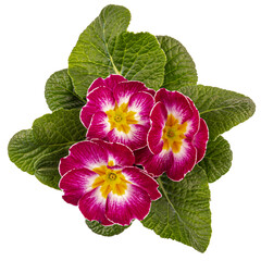 Red Primrose blossoming