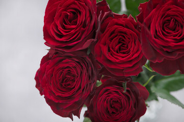 真紅の薔薇