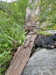 Blue Mountains national park in New South Wales in summer 2022