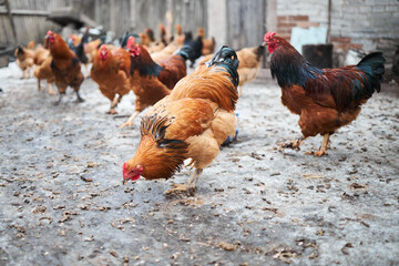 Free range chickens outdoors in early morning light on an organic farm.

