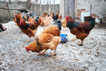 Free range chickens outdoors in early morning light on an organic farm.
