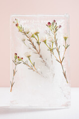 Art concept with frozen flowers composition in interior - sunny white sakura flowers on green branch frozen in ice lump on light wood table, pink pastel wall as spring blossom background, vertical.