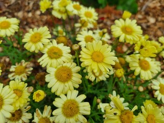 Flowers in the garden, Australia