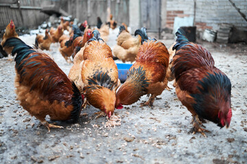 Free range chickens outdoors in early morning light on an organic farm.
