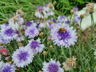 Flowers in the garden, Australia