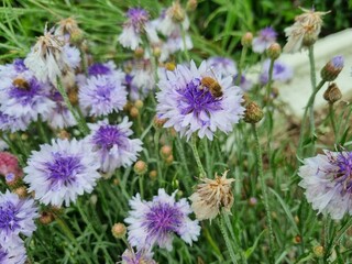Flowers in the garden, Australia