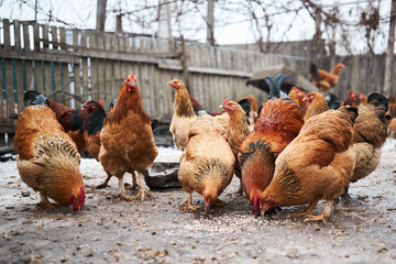 Free range chickens outdoors in early morning light on an organic farm.

