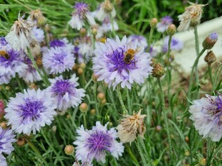 Flowers in the garden, Australia