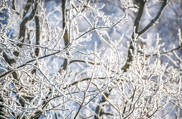 Branches of trees in white snow frost in the Moscow region