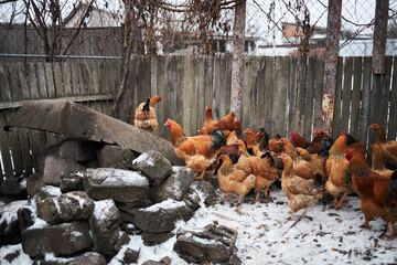 Free range chickens outdoors in early morning light on an organic farm.
