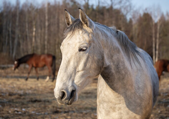 Horse, head portrait. Gray horse close up. Winter on the meadow in the sunshine