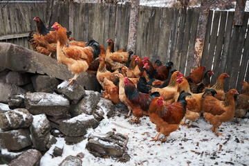Free range chickens outdoors in early morning light on an organic farm.
