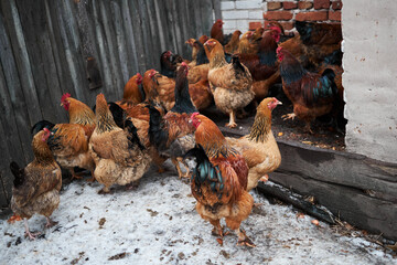 Free range chickens outdoors in early morning light on an organic farm.
