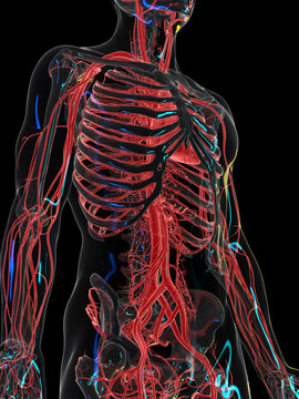 3d rendered illustration of the vascular system