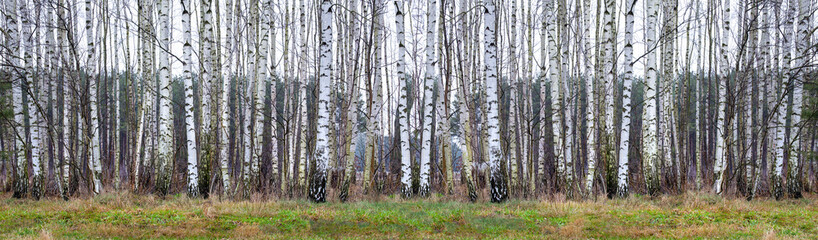 Birch trees background. Nature panorama banner. Winter tree trunks. Landscape
