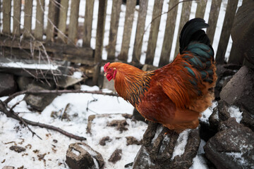 Selective focus shot of a red chicken in the garden