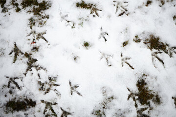 There are many chicken tracks on the freshly fallen snow.