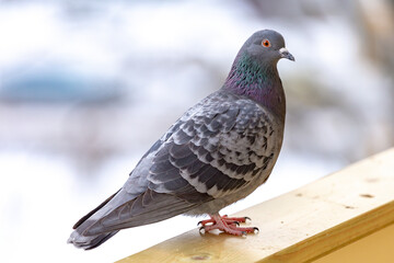 a gray dove on the edge of our loggia