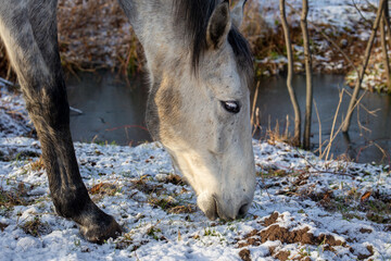 Horses, winter hay. Feeding horses in winter.Portrait of a horse close up.