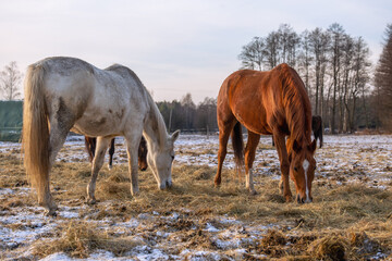 Beautiful horses in the meadow are eating hay. Winter ranch landscape. Horses in winter on a sunny day.
