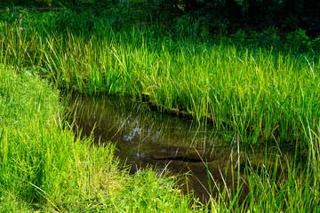 大沢の里・湿生花園（東京都三鷹市）