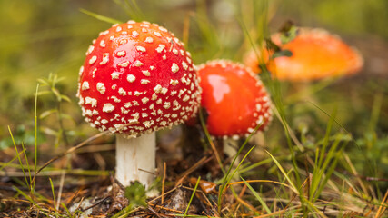 Strahlender Fliegenpilz