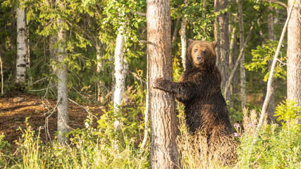Obraz premium Bär in der Wildnis Finnlands