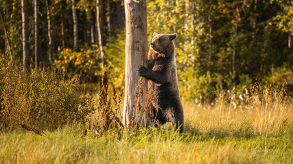 Bär in der Wildnis Finnlands