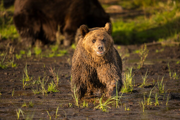Bär in der Wildnis Finnlands