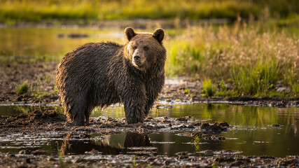 Bär in der Wildnis Finnlands