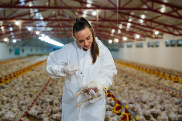 veterinarian giving vaccine to chicken © cherryandbees