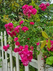 Flowers in the garden, Australia